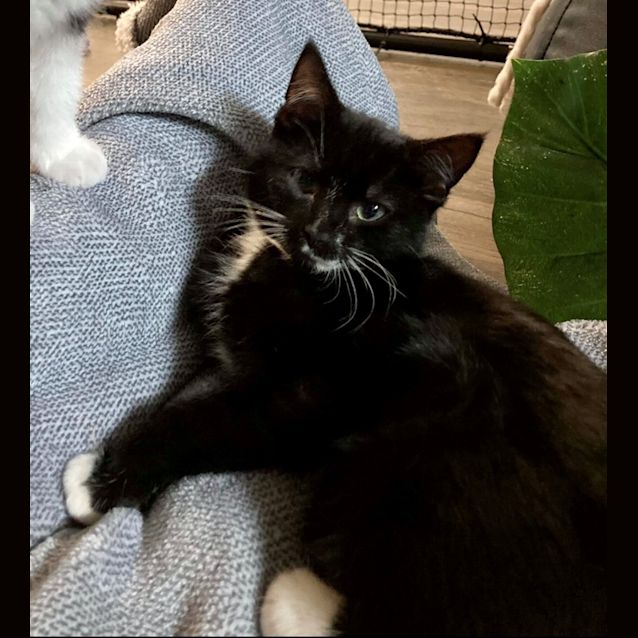 Photo of Moss
