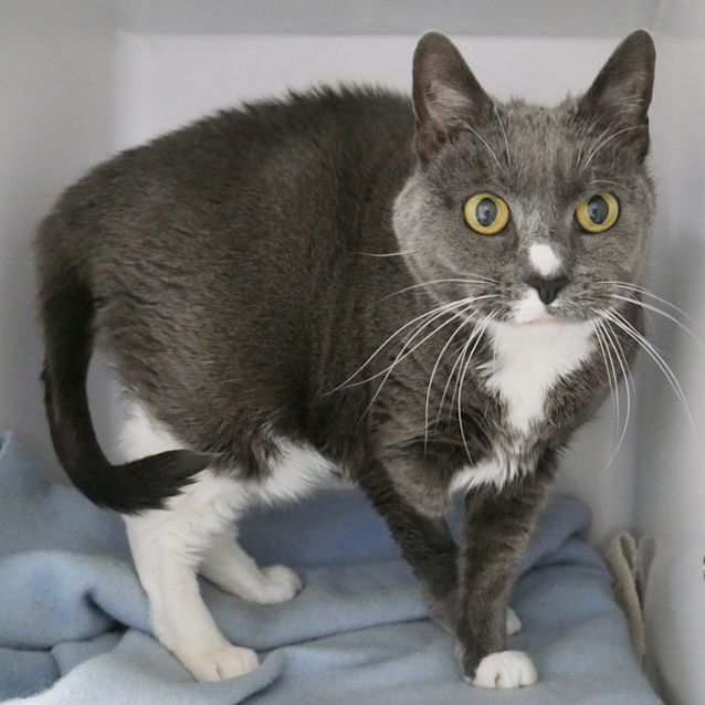 Photo of Possum Sua008619