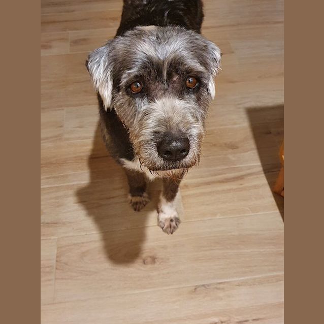 Photo of Gypsy