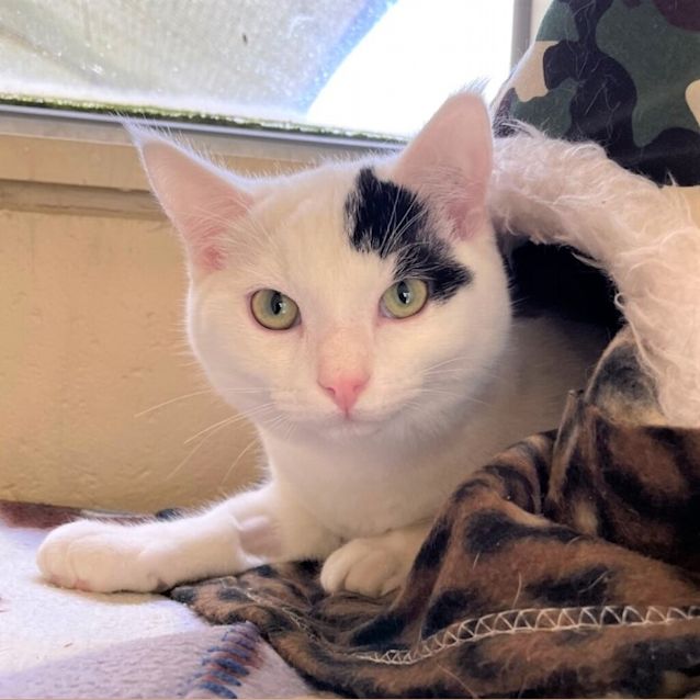 Photo of Stimpy 