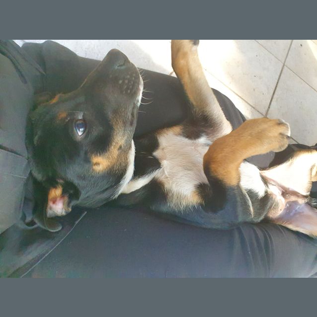 Photo of Dooper
