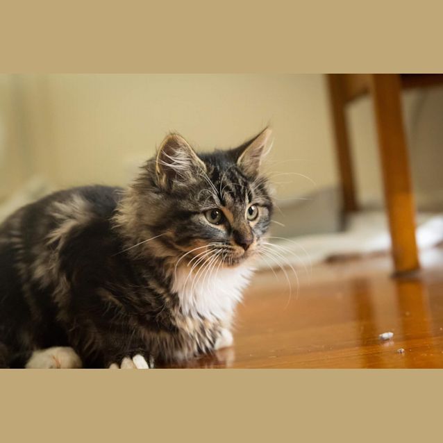 Photo of Mish
