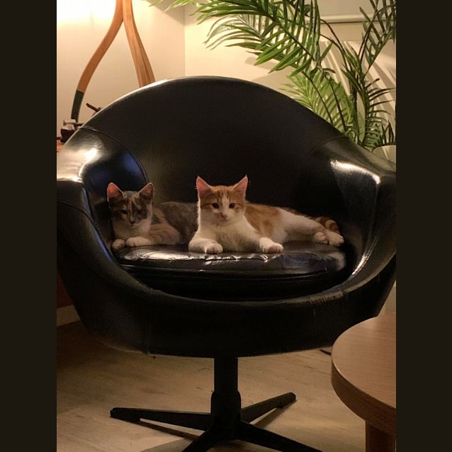Photo of Echo And Sage