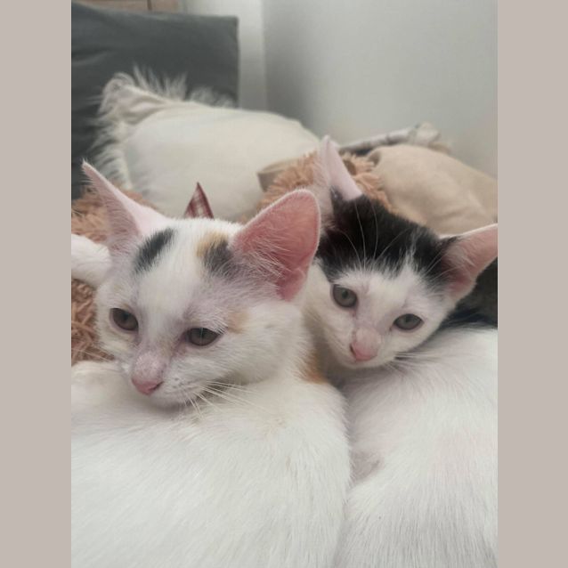 Photo of Stella And Mo