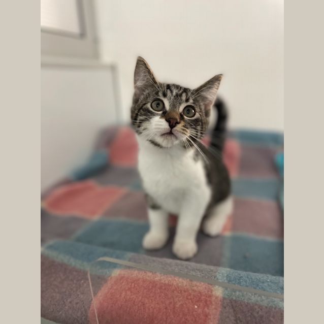 Photo of Kai (Petstock)