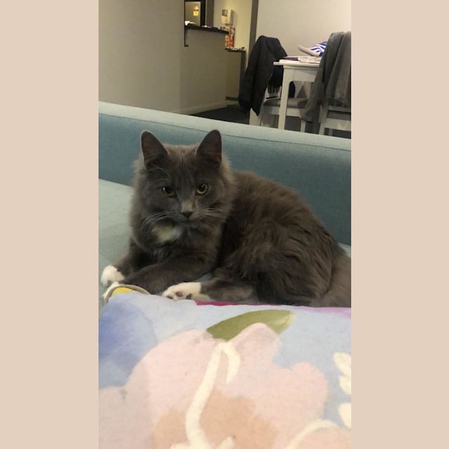 Photo of Benji