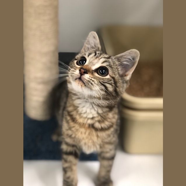 Photo of Olive