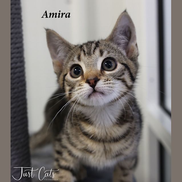 Photo of Amira (Petstock)