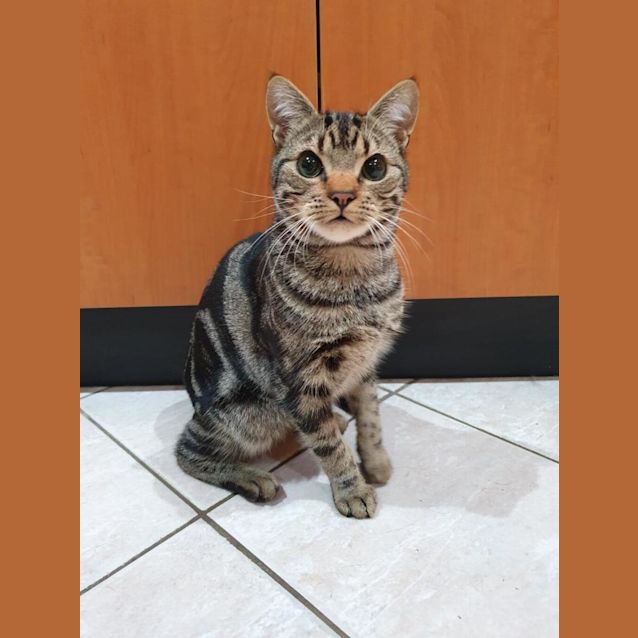 Photo of Pickle