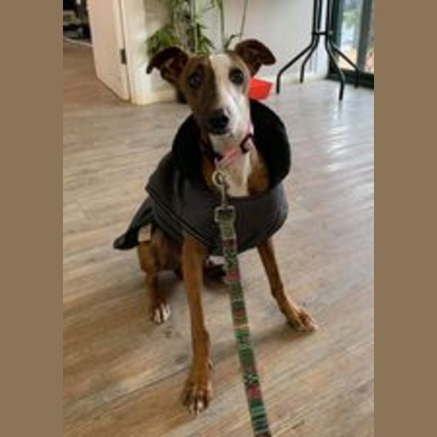 Photo of Beau