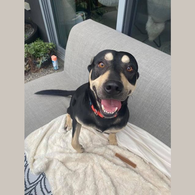 Photo of Rocky
