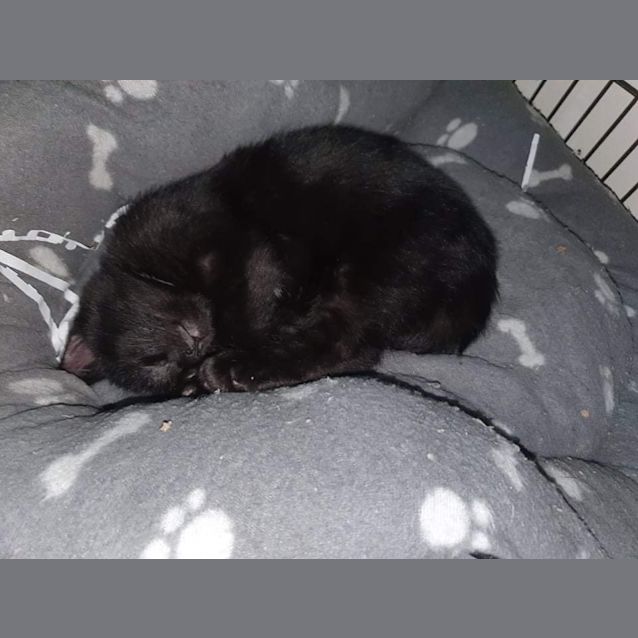 Photo of Binx
