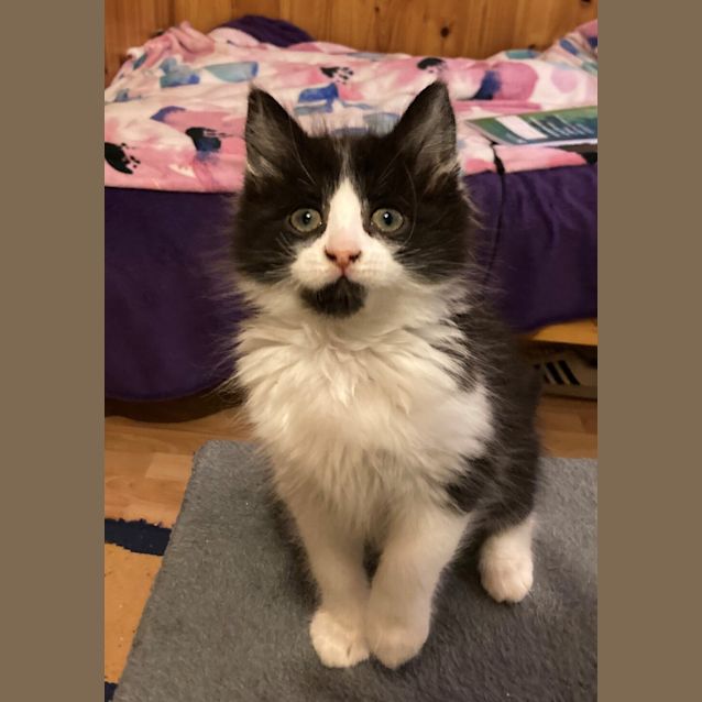 Photo of Momo