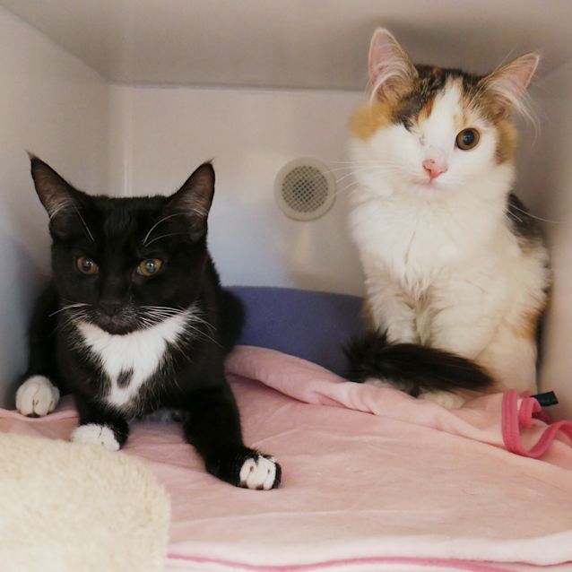 Photo of Mahalia & Jynx Stk006222 Stk006223