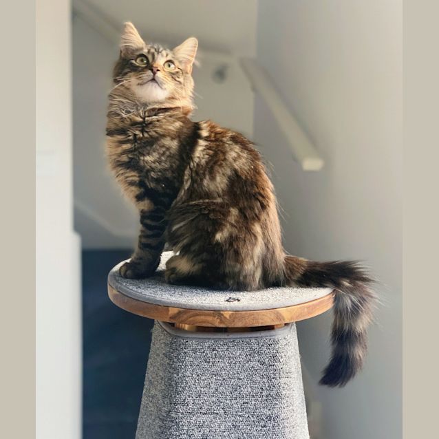 Photo of Sarah & Bondi