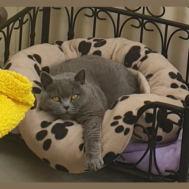 Photo of Poppy