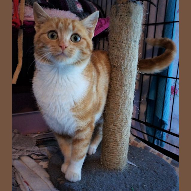 Photo of Teddy