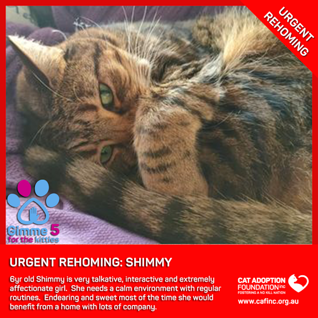 Photo of Shimmy