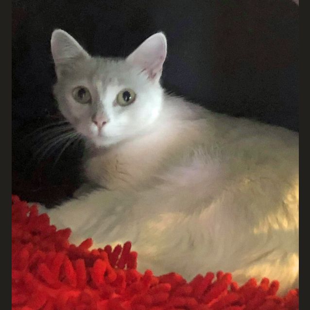 Photo of Willow