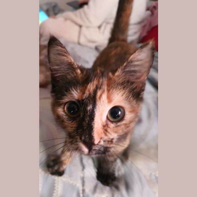 Photo of Biscuit