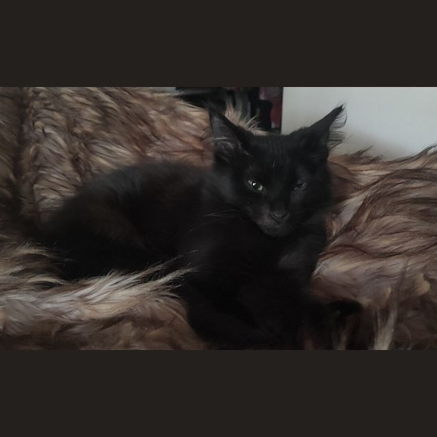 Photo of Teddy Bear