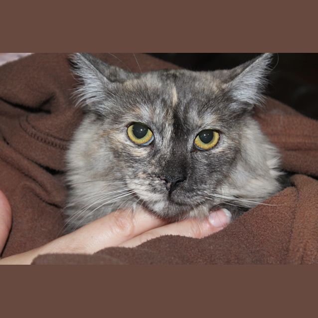 Photo of Mouse