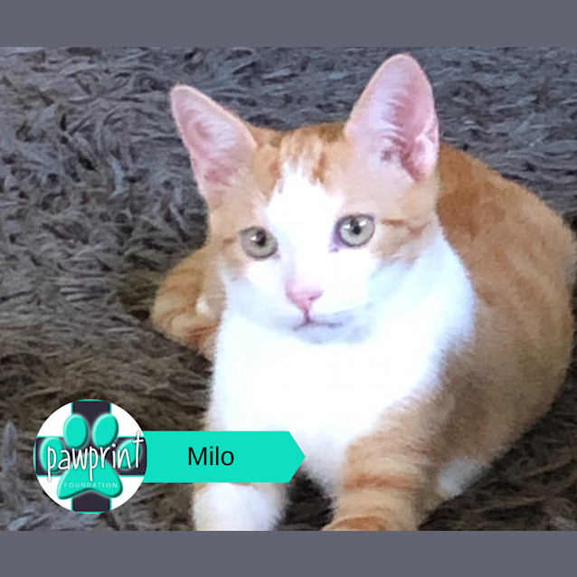 Photo of Milo
