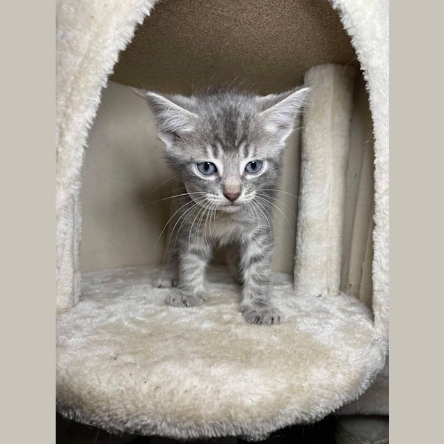 Photo of Rocket