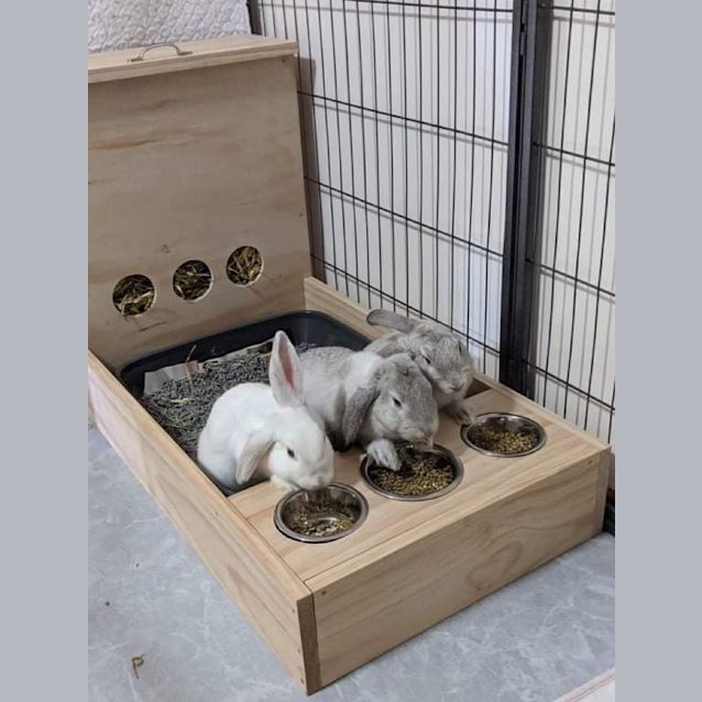 Photo of Robin, Suzie, Thumper 