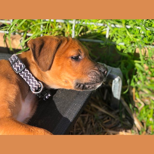 Photo of Charlie Brown