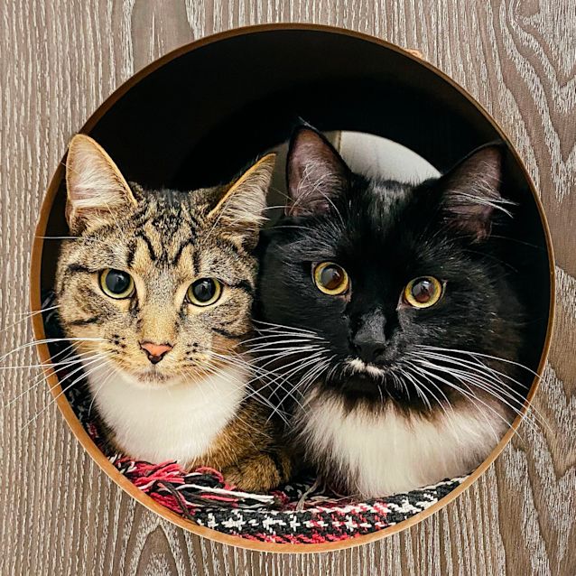 Photo of Fred & George