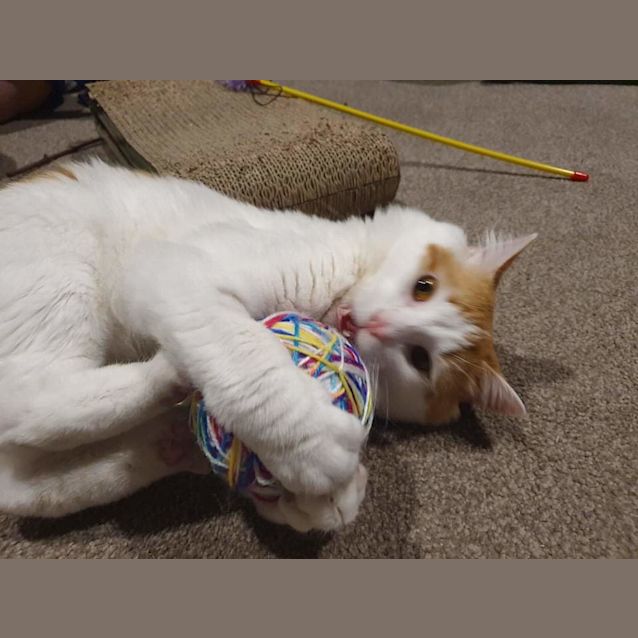 Photo of Atticus 🧡