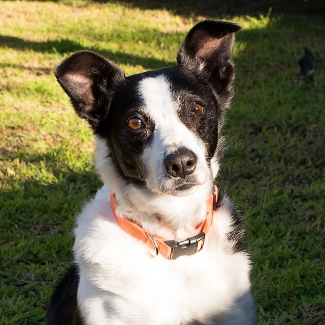 Photo of Millie 