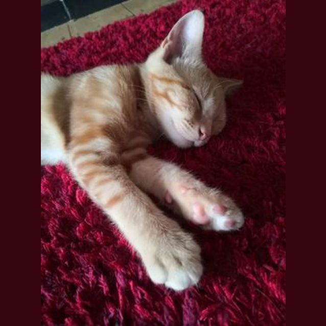 Photo of Cheezel