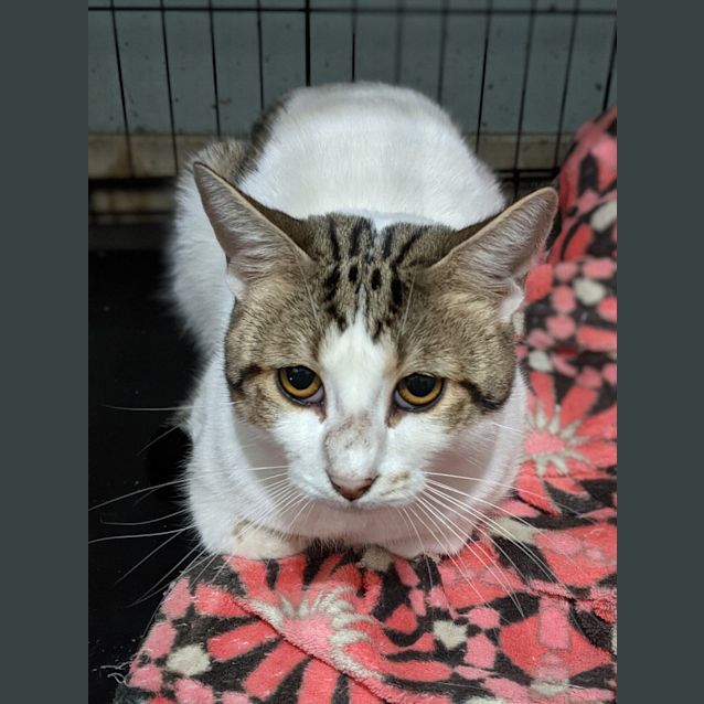 Photo of Captain Feathersword