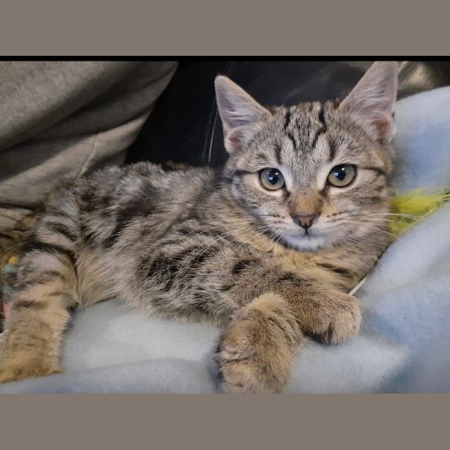 Photo of Honey
