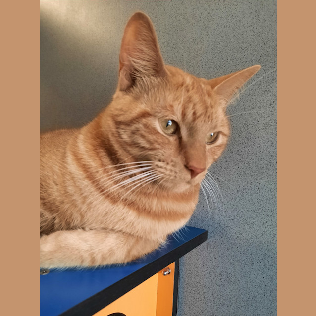 Photo of Ron Weasley