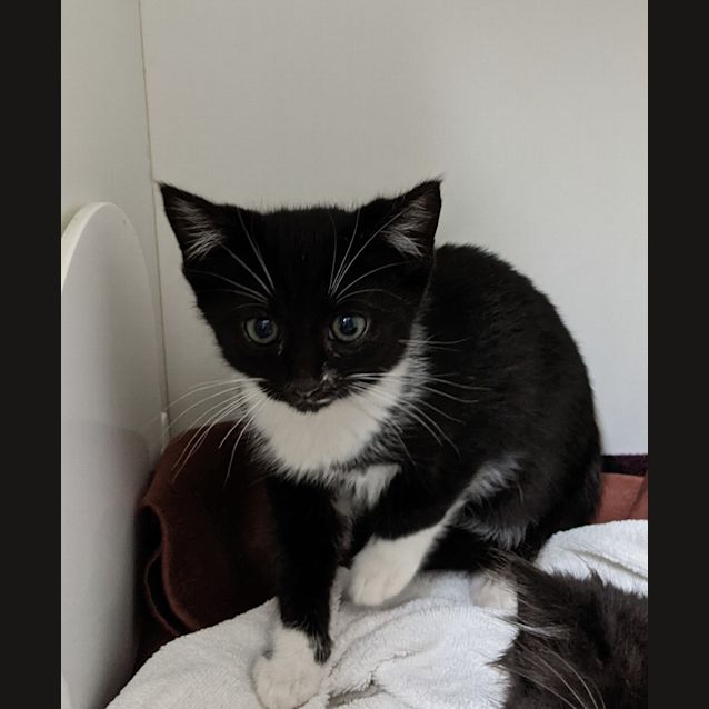 Photo of Trixie