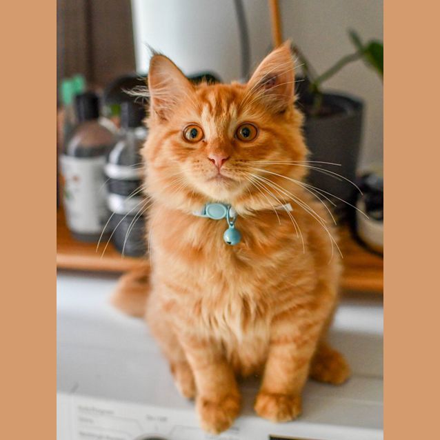 Photo of Jango