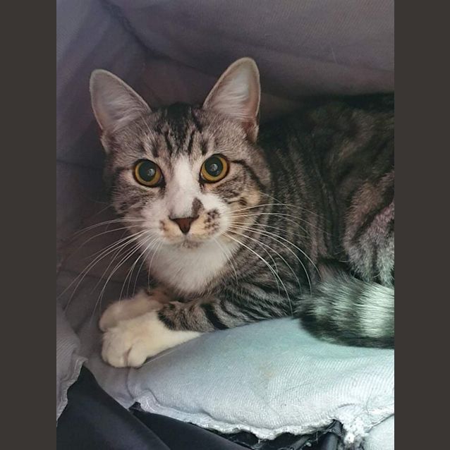 Photo of Zeppo