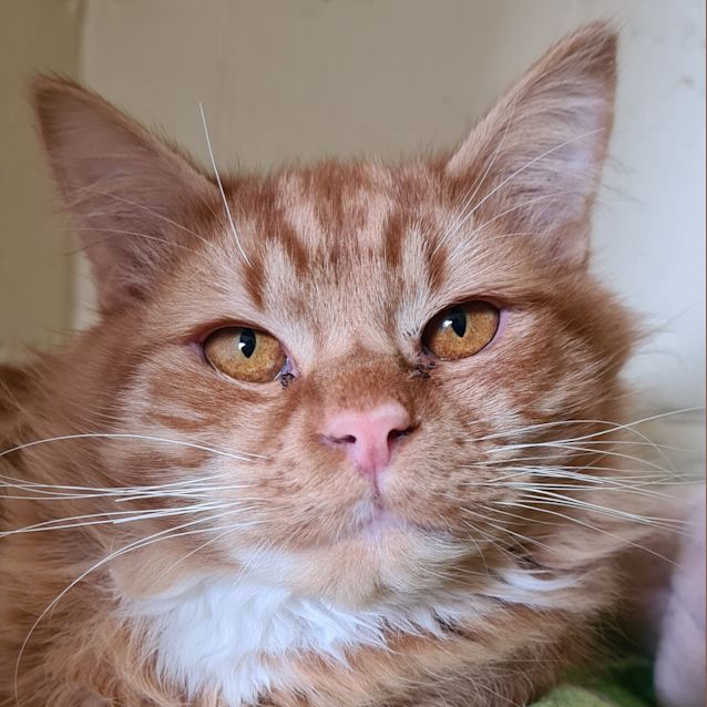 Photo of Klaus 