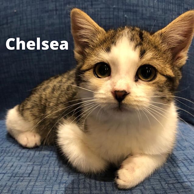 Photo of Chelsea