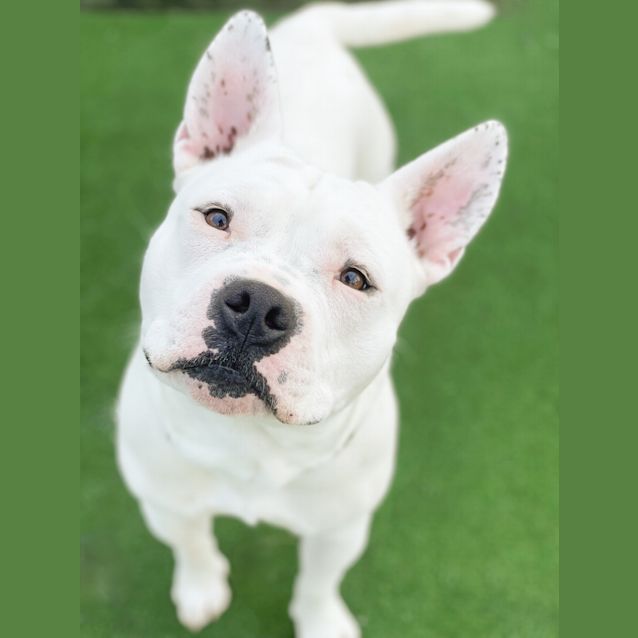 Photo of Ace