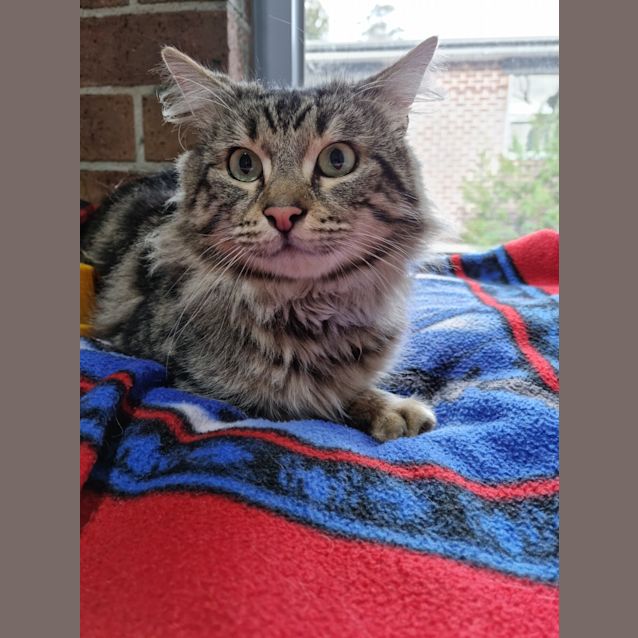 Photo of Taco