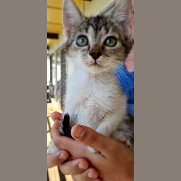 Photo of Pebbles