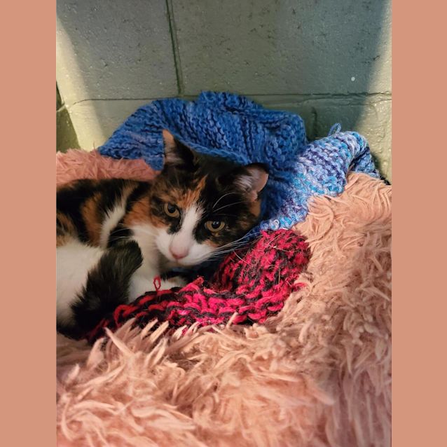 Photo of Pebbles