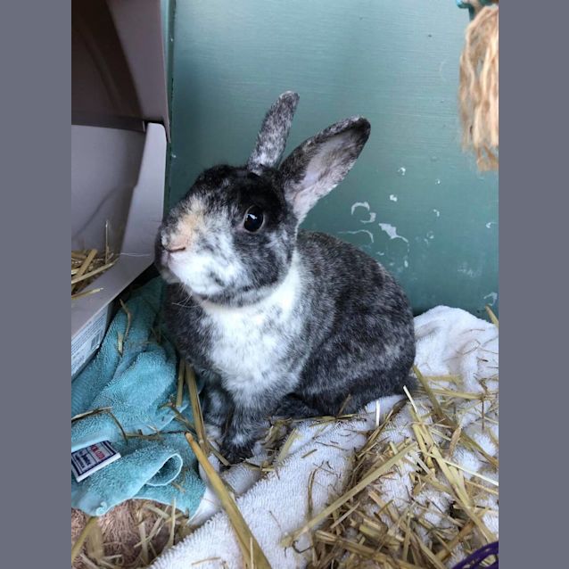Photo of Pepper