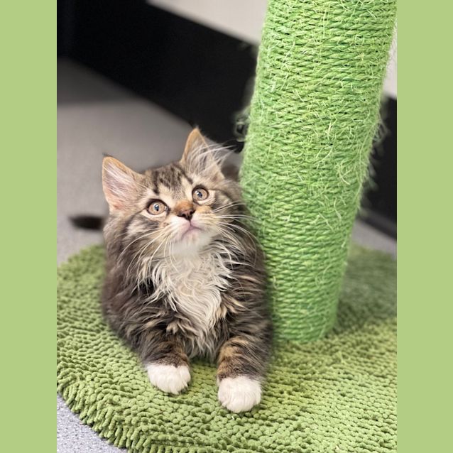Photo of Furby