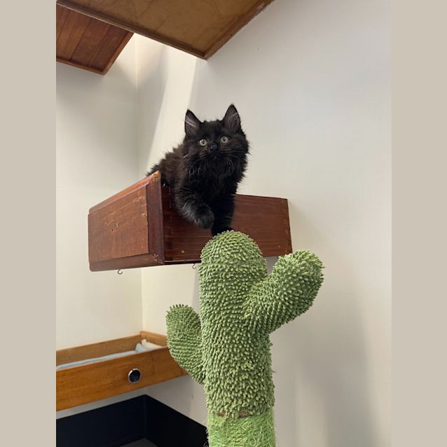 Photo of Arlo