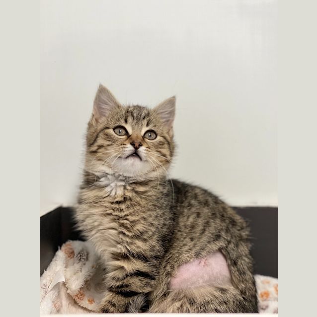 Photo of Muffin